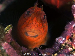 Red blenny by Walter Bassi 